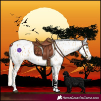 Horse Color:Palomino Dun Leopard 