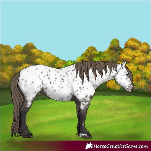 Horse Color:Smoky Grullo Appaloosa 