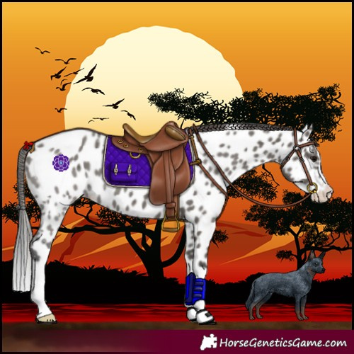 Horse Color:Grullo Splash Near Leopard