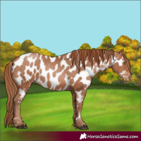 Horse Color:Bay Pearl Near Leopard 