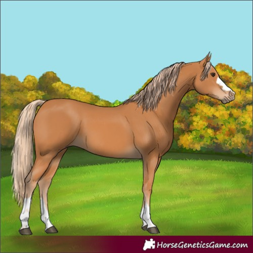Horse Color:Unknown 