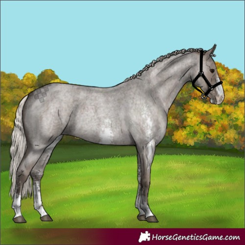 Horse Color:Silver Blue Roan Sabino 