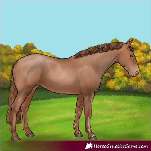 Horse Color:Bay Pearl