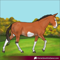 Horse Color:Bay Splash Frame