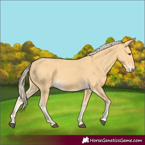 Horse Color:Palomino