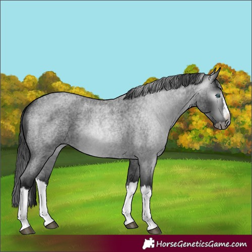 Horse Color:Gray Blue Roan Splash 