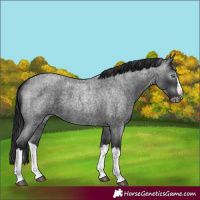 Horse Color:Gray Blue Roan Splash 