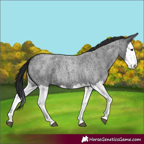 Horse Color:Blue Roan Splash