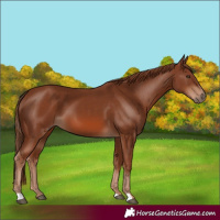 Horse Color:Chestnut 