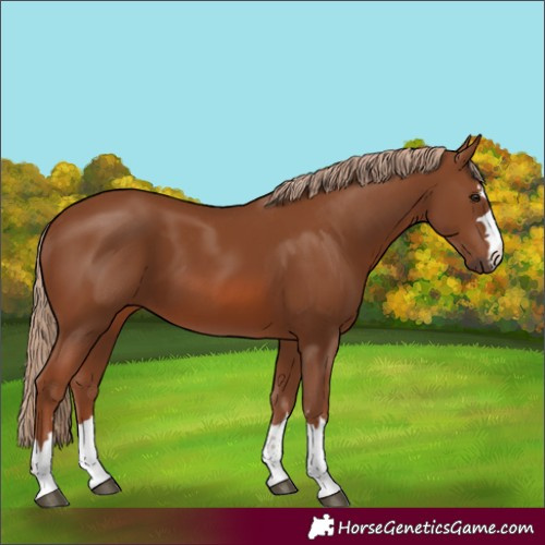 Horse Color:Chestnut 