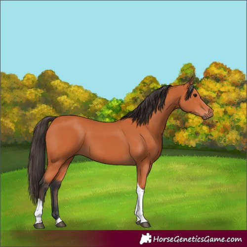 Horse Color:Bay Tobiano