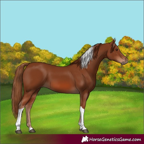 Horse Color:Chestnut Tobiano 