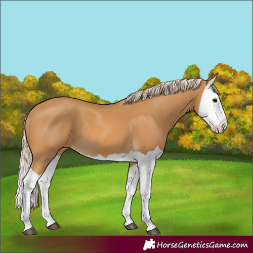 Horse Color:Palomino Splash 