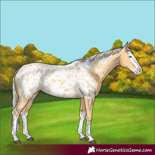 Horse Color:Palomino Splash Appaloosa 