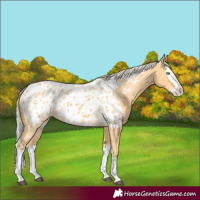Horse Color:Palomino Splash Appaloosa