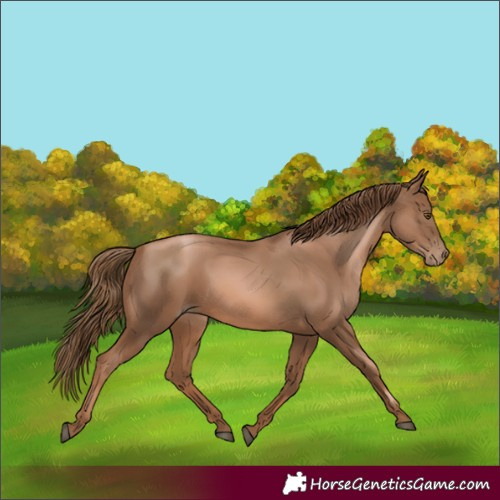 Horse Color:Liver Chestnut Pearl 