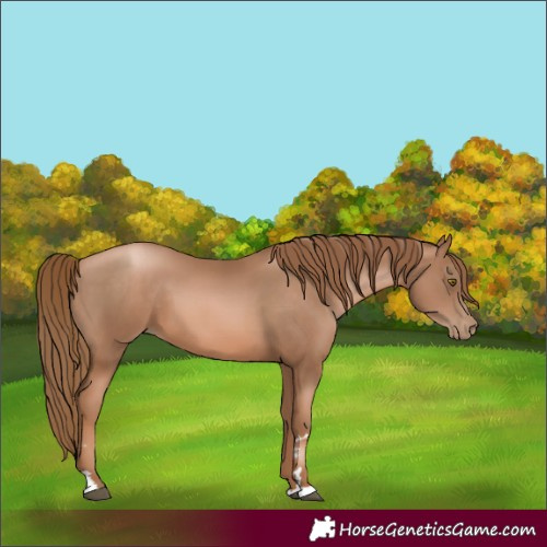 Horse Color:Liver Chestnut Pearl