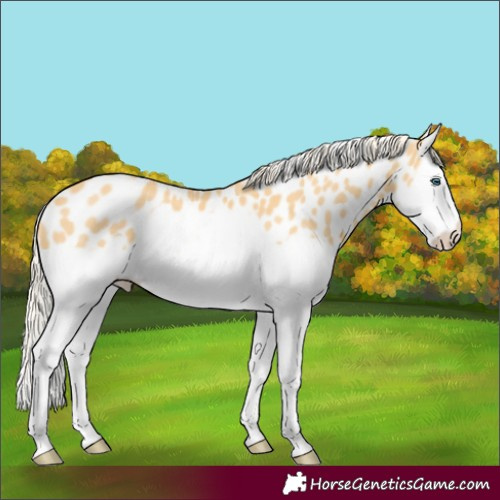 Horse Color:Palomino Splash Frame Appaloosa
