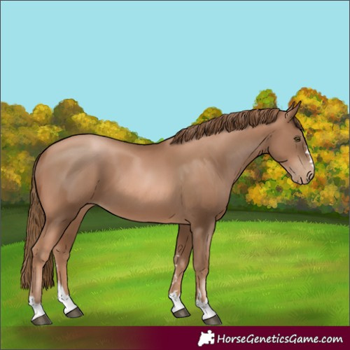 Horse Color:Liver Chestnut Pearl 