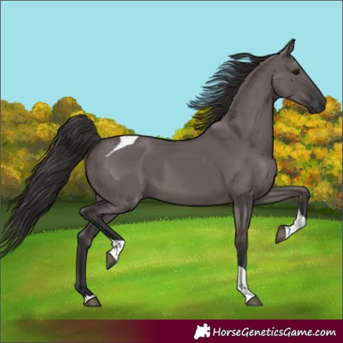 Horse Color:Smoky Grullo Tobiano 