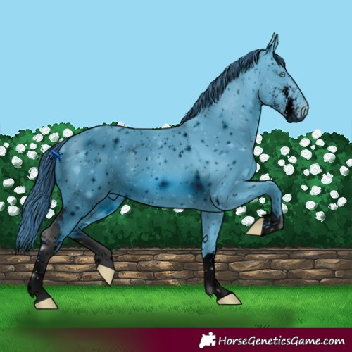 Horse Color:ERROR: UNKNOWN ANOMALY