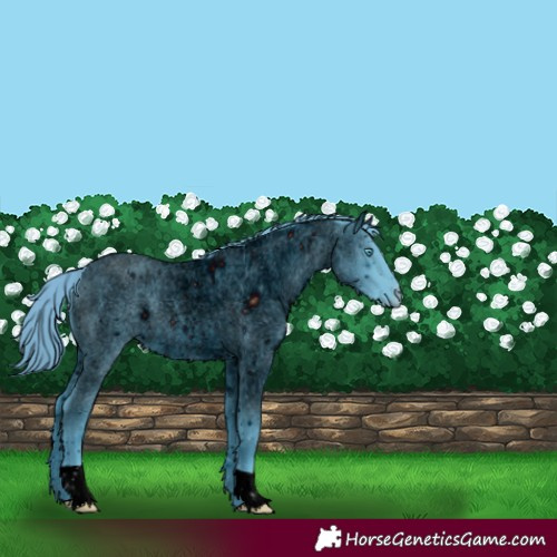Horse Color:ERROR: UNKNOWN ANOMALY