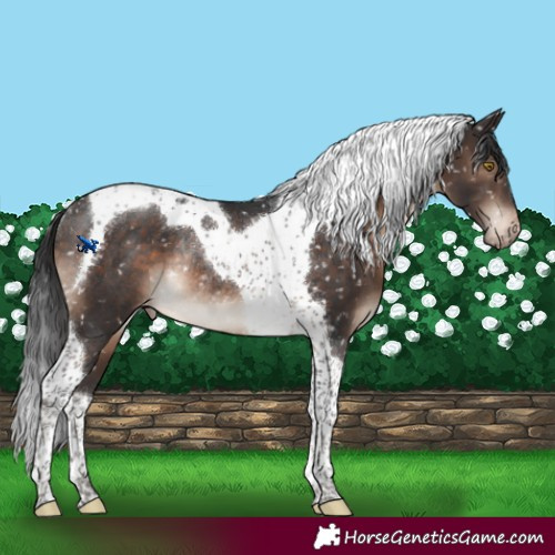 Horse Color:Brown Tobiano Snowflake Varnish Rabicano 