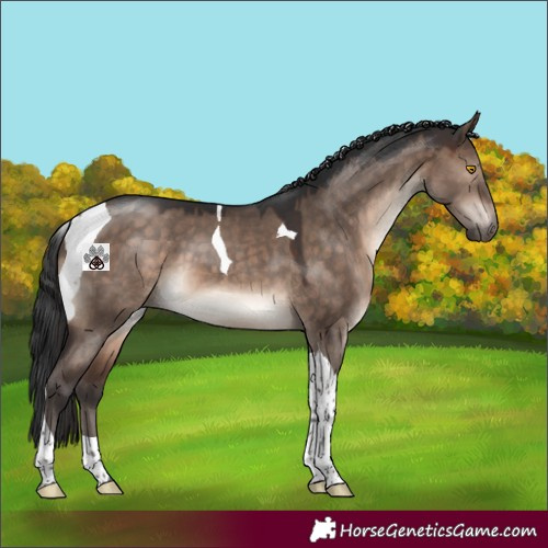 Horse Color:Brown Dun Mushroom Tobiano 