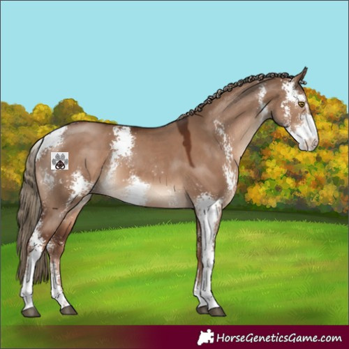Horse Color:Liver Red Dun Sabino