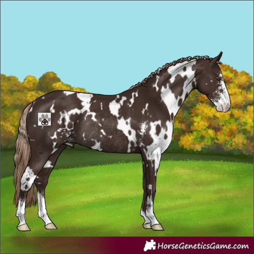 Horse Color:White Spotted Liver Chestnut Sabino Rabicano