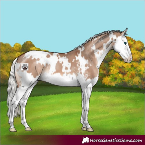 Horse Color:White Spotted Red Dun Mushroom Sabino Splash 