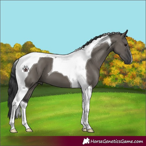 Horse Color:Grullo Tobiano 