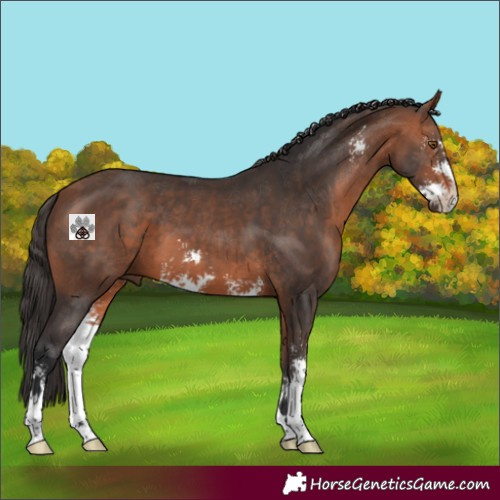Horse Color:Bay Mushroom Sabino 