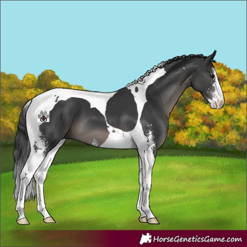 Horse Color:Black Mushroom Sabino Tobiano 