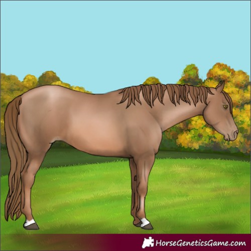 Horse Color:Liver Chestnut Pearl 