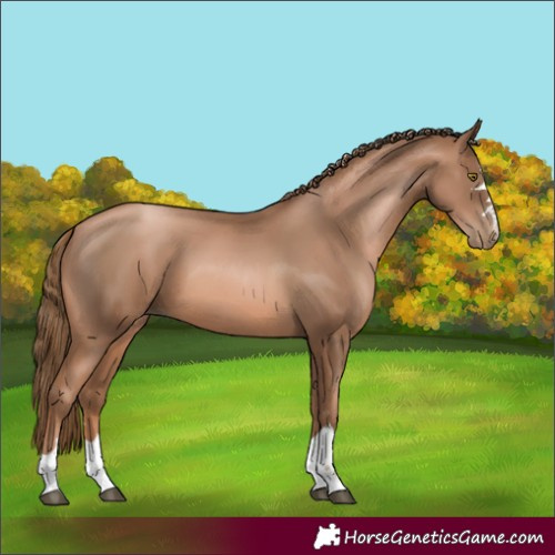 Horse Color:Liver Chestnut Pearl 