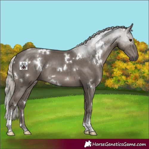 Horse Color:White Spotted Silver Black Tobiano