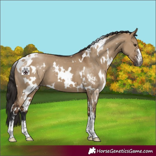 Horse Color:Gray White Spotted Liver Red Dun Sabino Appaloosa 