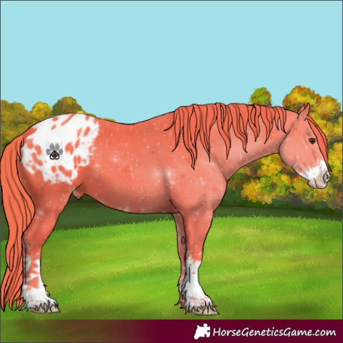 Horse Color:Watercolor Liver Chestnut Sabino Appaloosa 
