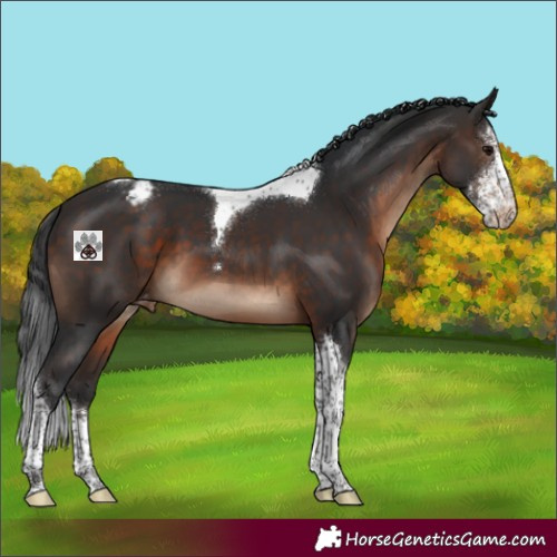 Horse Color:Brown Sabino Tobiano Appaloosa 