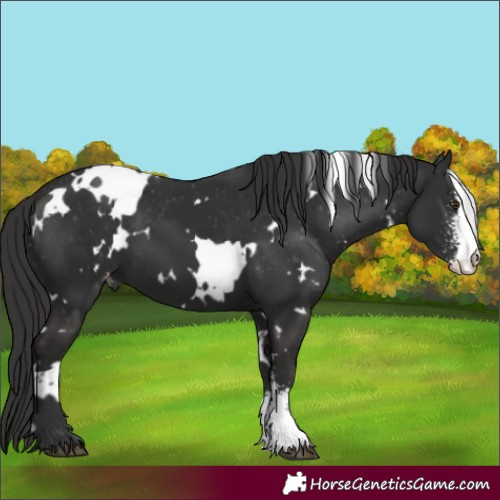 Horse Color:White Spotted Liver Chestnut Sabino Appaloosa