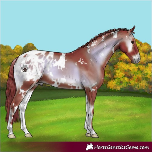 Horse Color:Gray Watercolor White Spotted Liver Red Onyx Appaloosa 