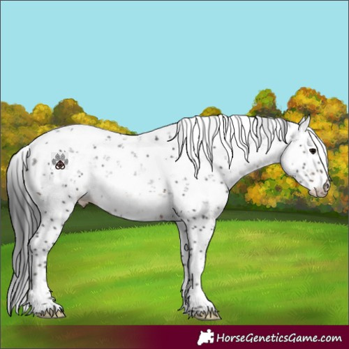 Horse Color:Brown Sabino