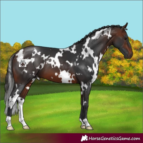 Horse Color:White Spotted Brown