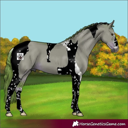 Horse Color:Gray Watercolor Liver Red Dun Sabino Tobiano