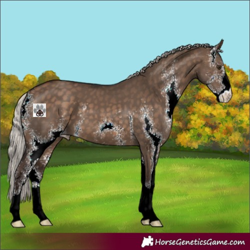 Horse Color:Silver Brown Dun Sabino Appaloosa