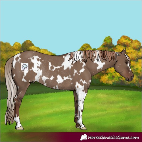 Horse Color:White Spotted Liver Red Dun Rabicano