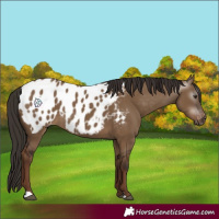 Horse Color:Gray Liver Red Dun Blanket Rabicano