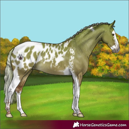 Horse Color:Gray Palomino Dun Splash Tobiano Appaloosa Rabicano