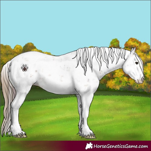 Horse Color:Plaid Bay Sabino Rabicano